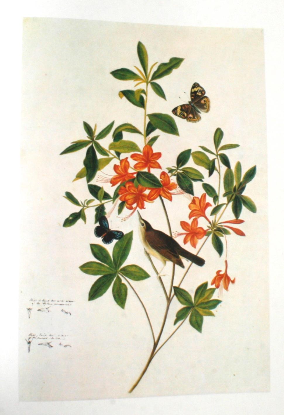 Birds of America by John James Audubon, Vol. I & II, First Edition 9