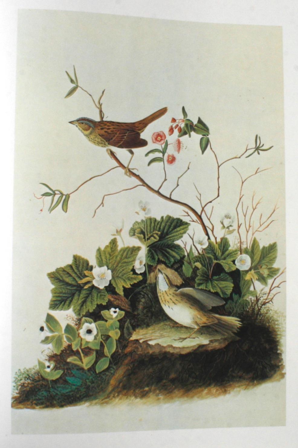 Birds of America by John James Audubon, Vol. I & II, First Edition 10
