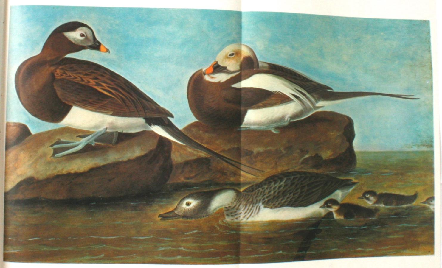 Birds of America by John James Audubon, Vol. I & II, First Edition 12