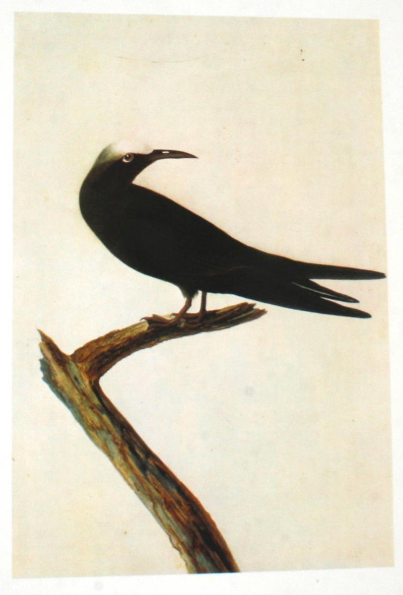 Birds of America by John James Audubon, Vol. I & II, First Edition 13