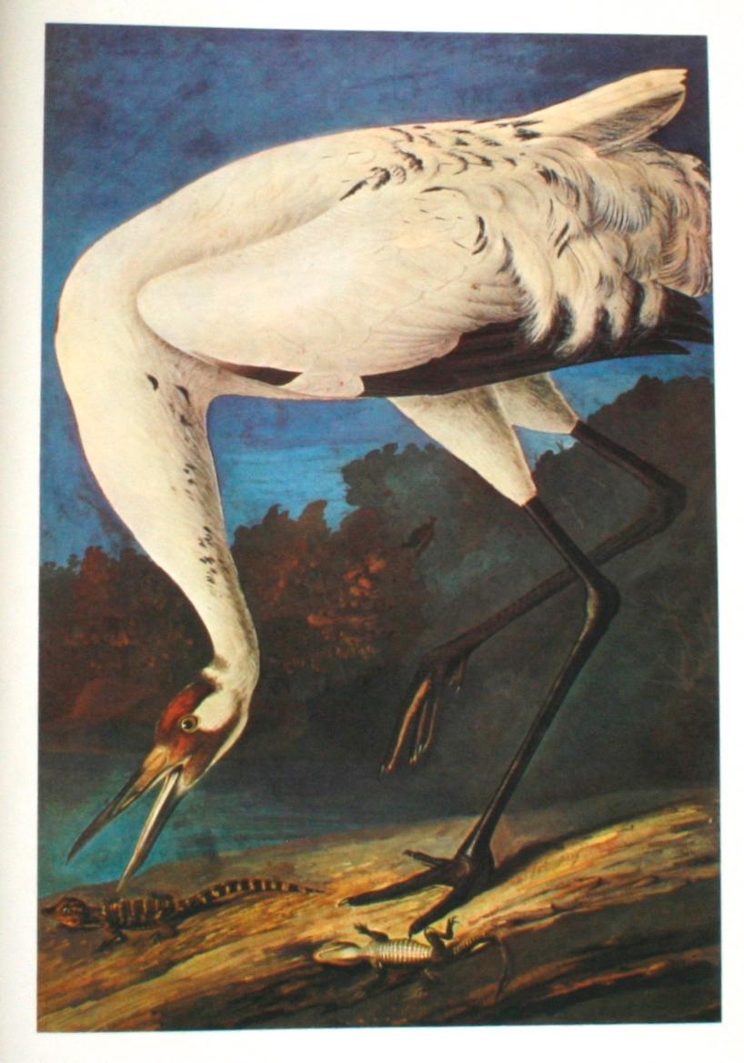 20th Century Birds of America by John James Audubon, Vol. I & II, First Edition