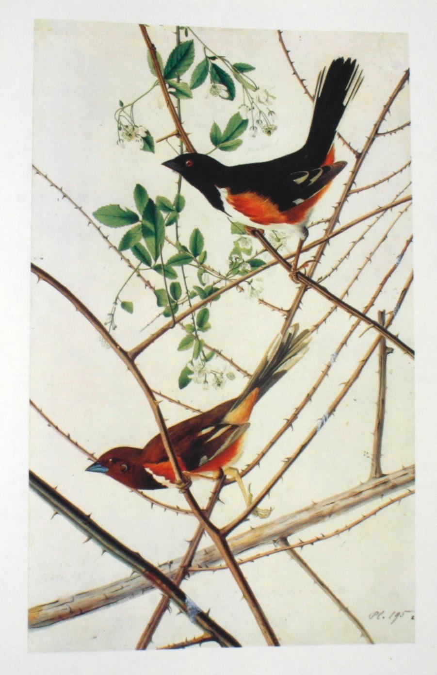 Paper Birds of America by John James Audubon, Vol. I & II, First Edition