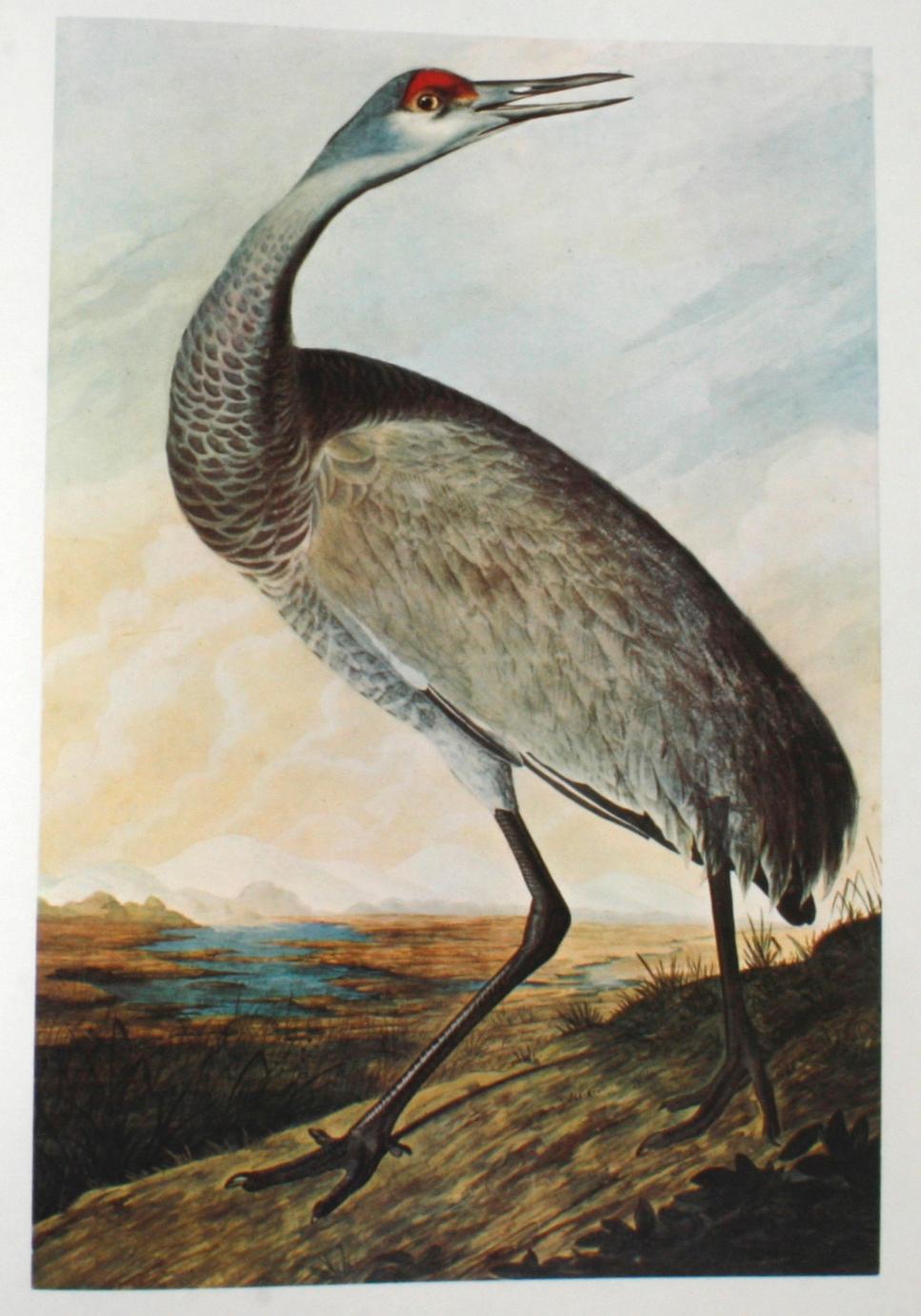 Birds of America by John James Audubon, Vol. I & II, First Edition 1