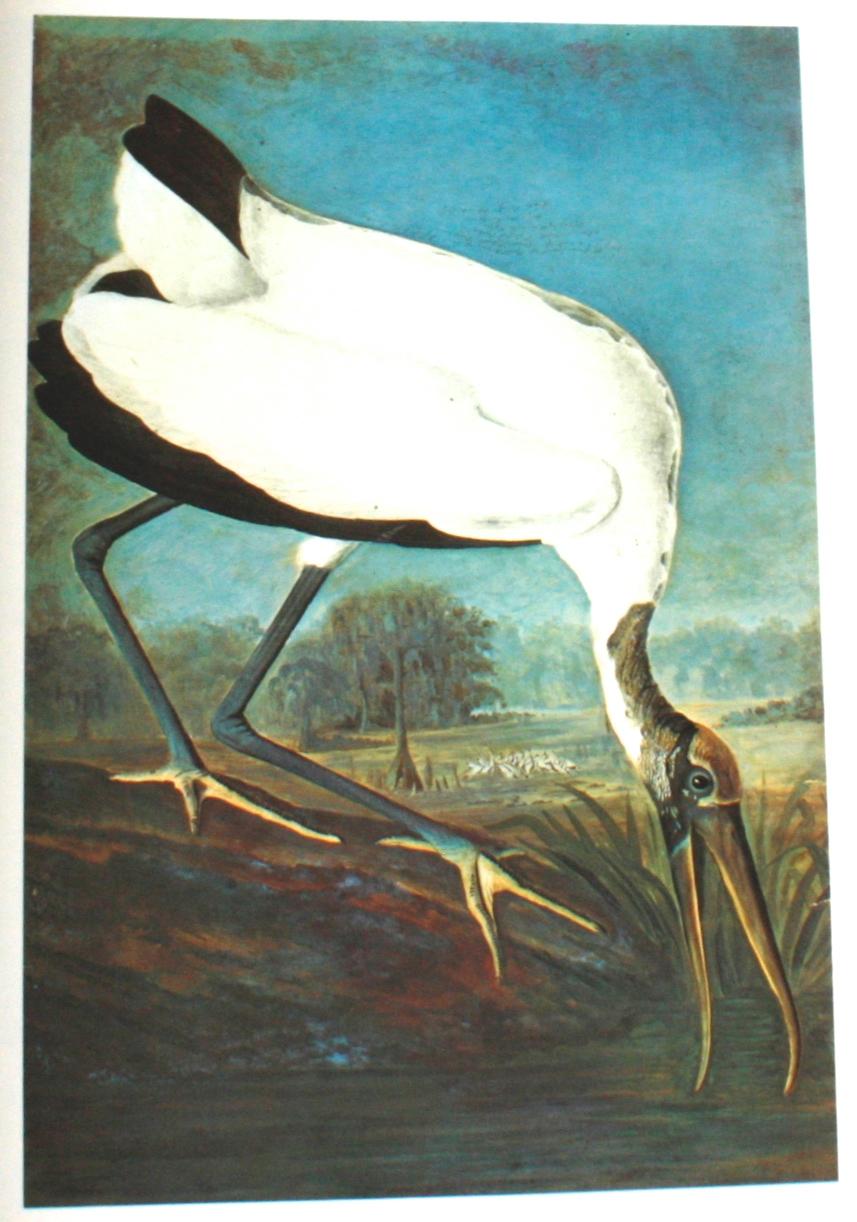 Birds of America by John James Audubon, Vol. I & II, First Edition 2