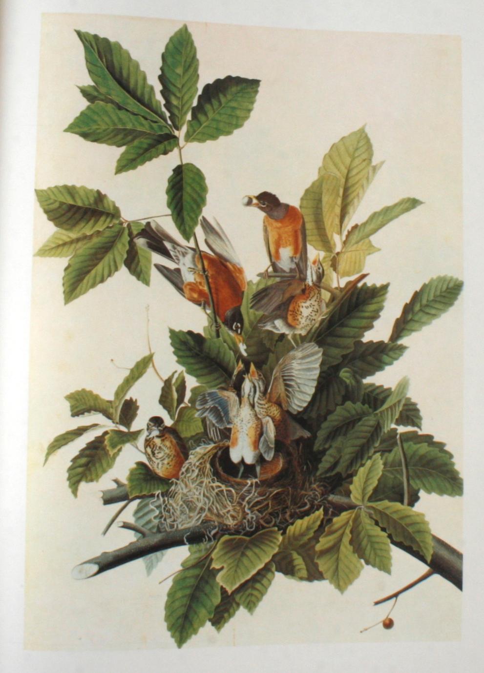 Birds of America by John James Audubon, Vol. I & II, First Edition 3