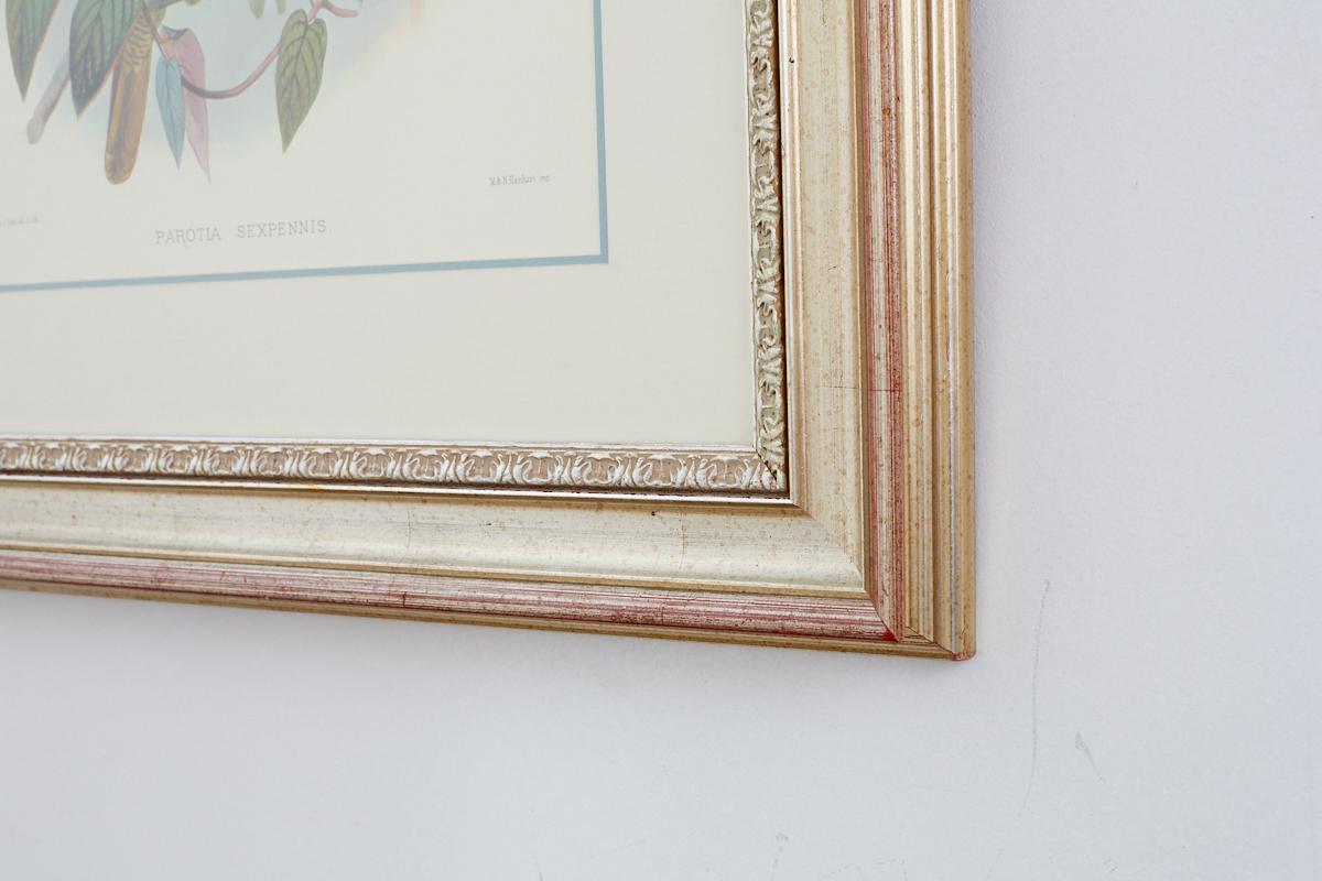 ornithological prints