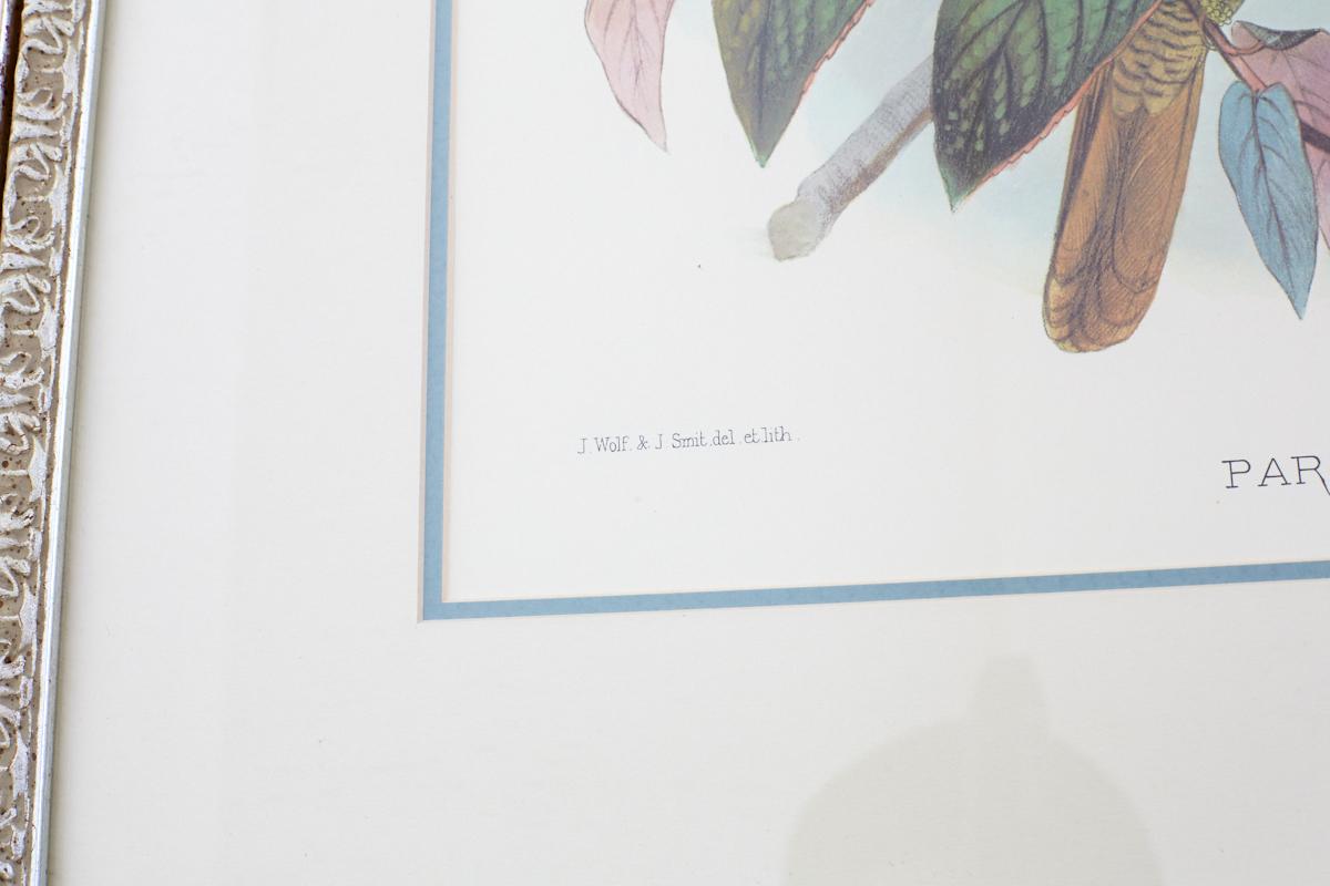 Dutch Birds of Paradise Ornithological Lithograph by Elliot