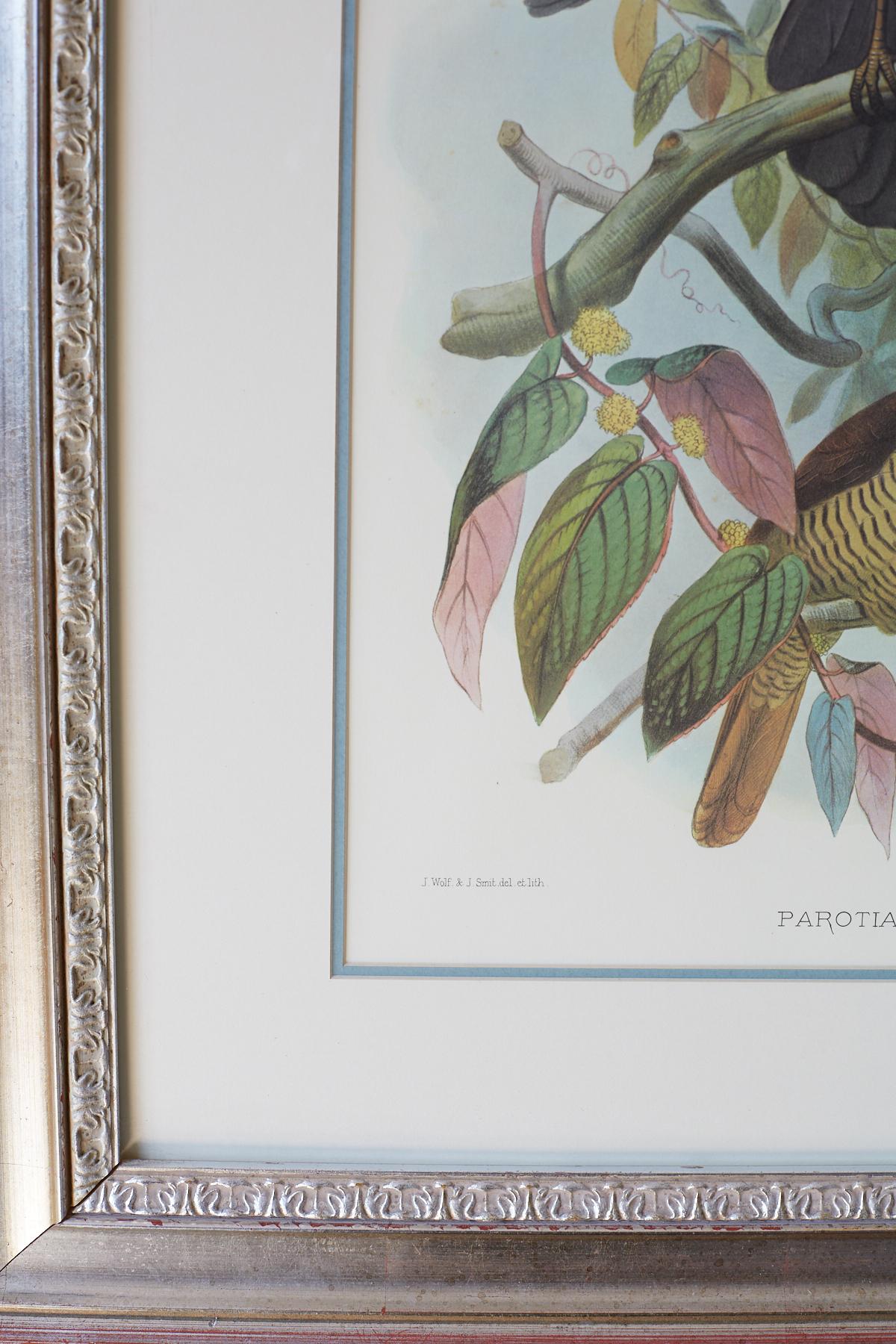 19th Century Birds of Paradise Ornithological Lithograph by Elliot