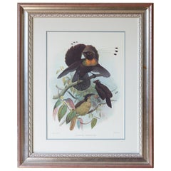 Birds of Paradise Ornithological Lithograph by Elliot