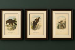 Birds of Prey – Antique Prints of Eagles and Falcons, Set of Three, 1894