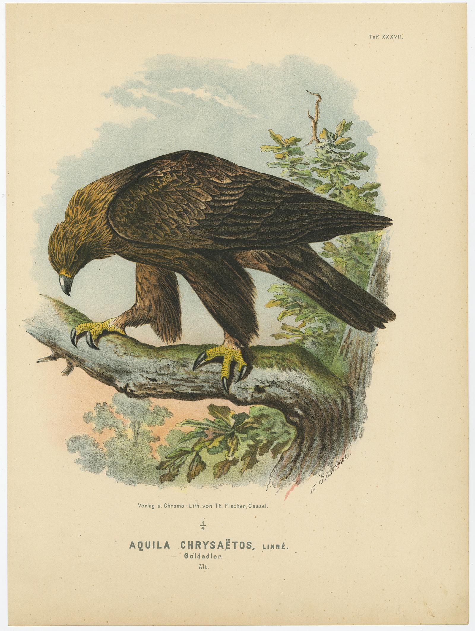 Raubvögel - Antike Drucke von Adlern und Falken, Satz von drei, 1894 (Deutsch) im Angebot