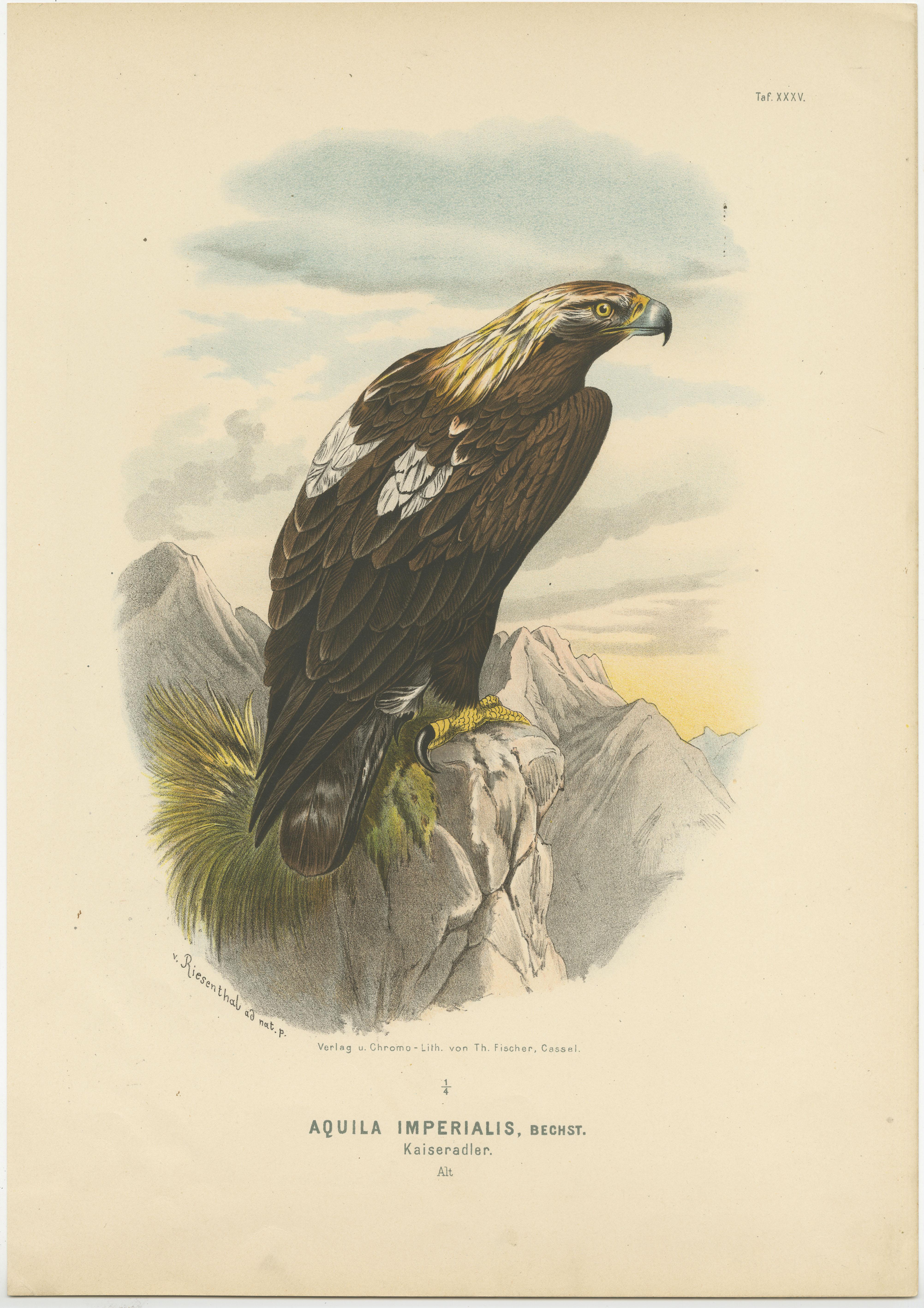 Raubvögel - Antike Drucke von Adlern und Falken, Satz von drei, 1894 im Zustand „Gut“ im Angebot in Langweer, NL
