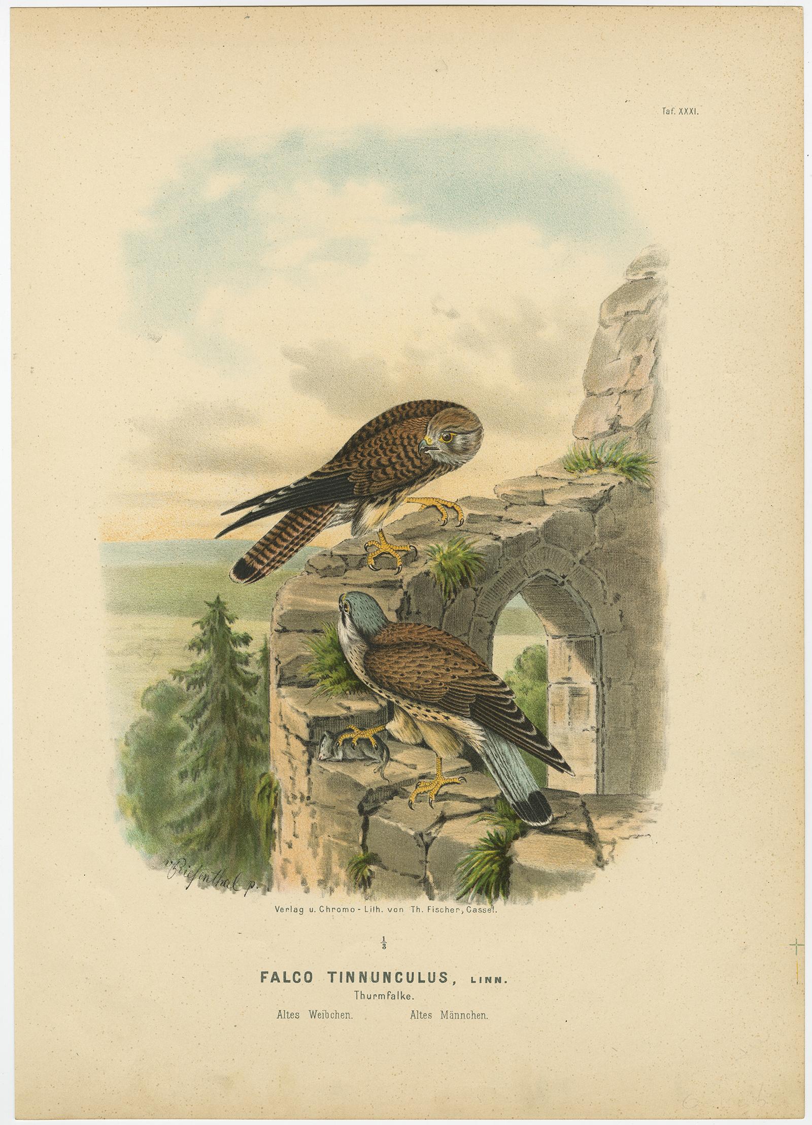 Raubvögel - Antike Drucke von Adlern und Falken, Satz von drei, 1894 (19. Jahrhundert) im Angebot