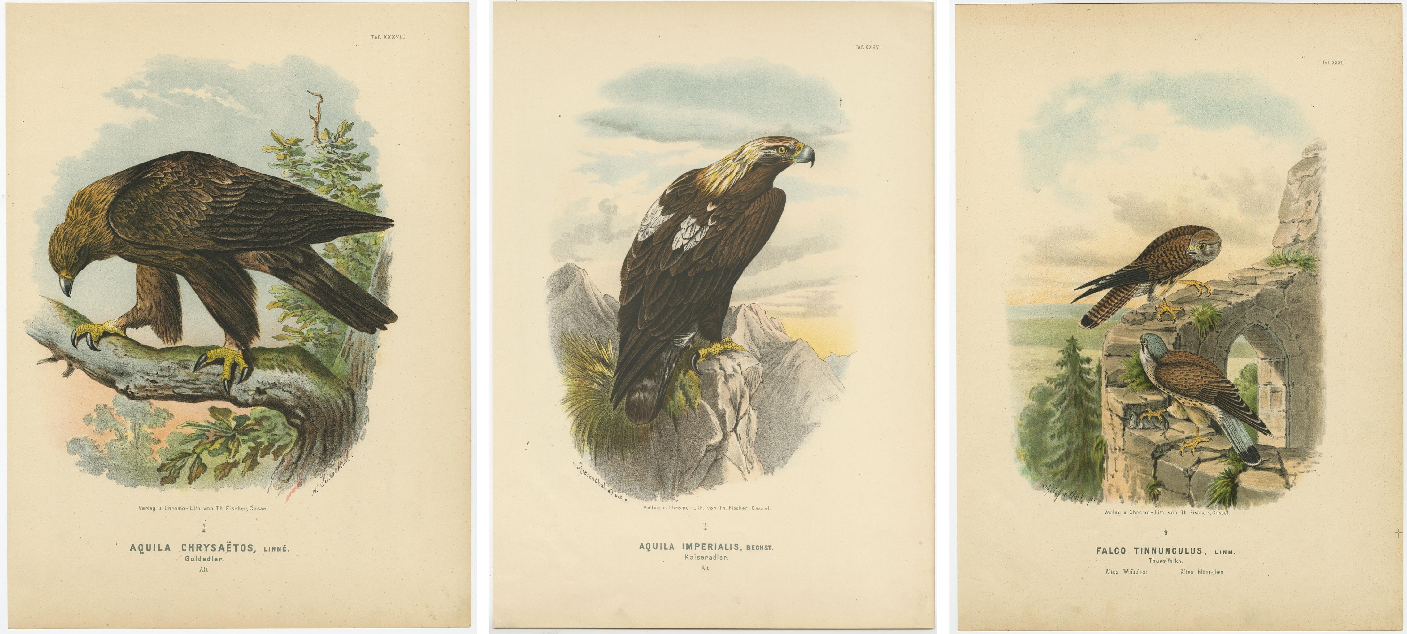 Raubvögel - Antike Drucke von Adlern und Falken, Satz von drei, 1894 (Papier) im Angebot