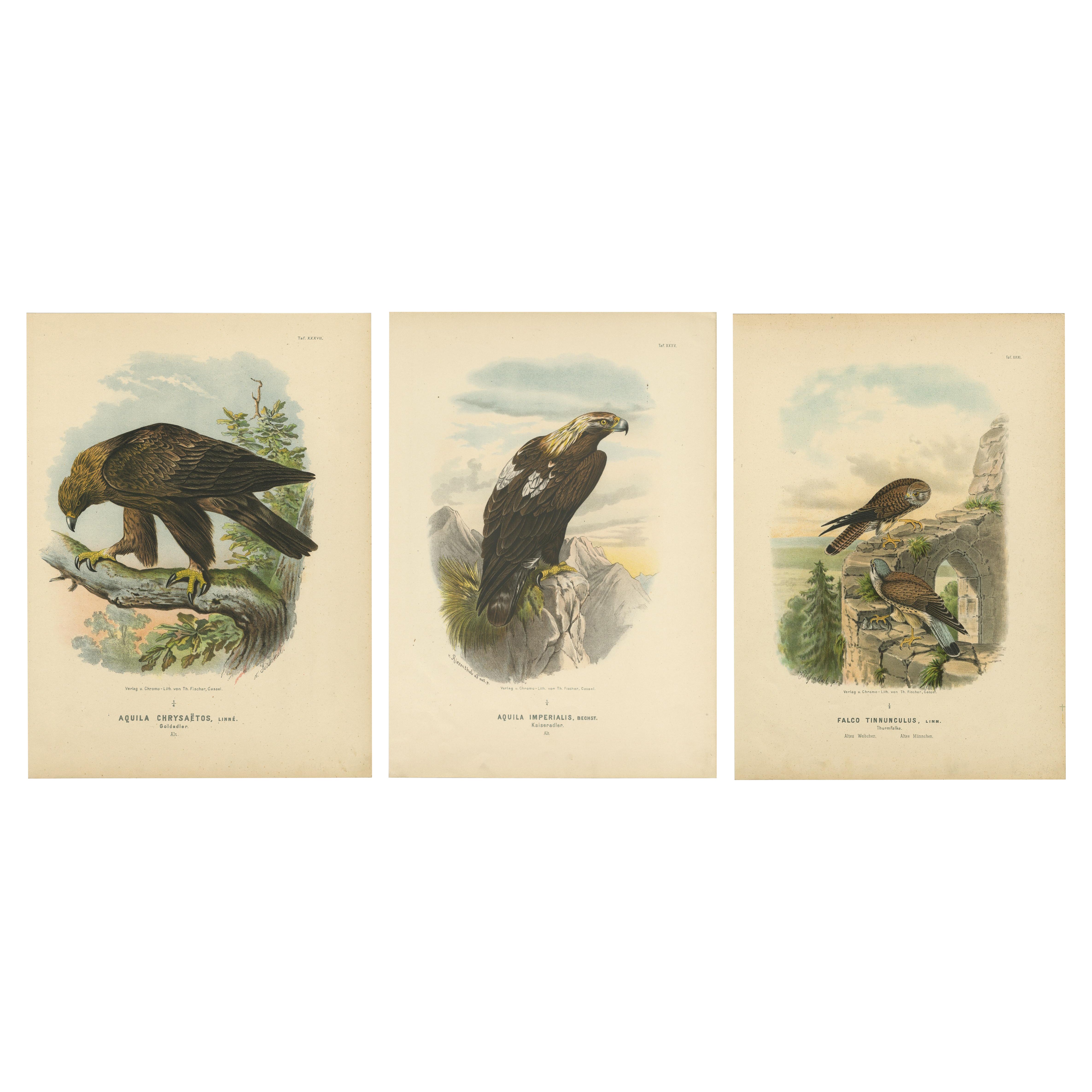 Raubvögel - Antike Drucke von Adlern und Falken, Satz von drei, 1894