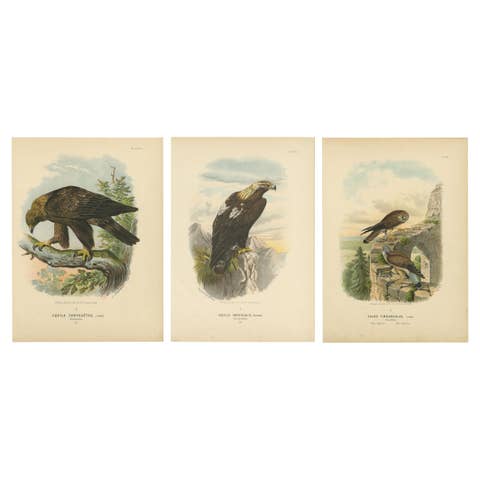 Birds of Prey – Antique Prints of Eagles and Falcons, Set of Three, 1894