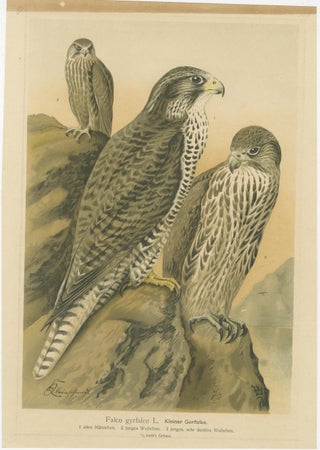 Birds of Prey, Complete Set of 10 Chromolithographs, Eagles & Falcons c1890, view 10
