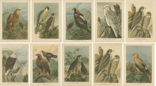 Birds of Prey, Complete Set of 10 Chromolithographs, Eagles & Falcons c1890, view 12