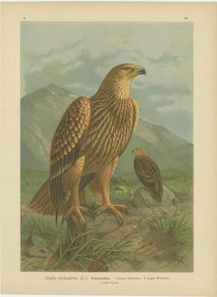 Birds of Prey, Complete Set of 10 Chromolithographs – Eagles & Falcons c1890