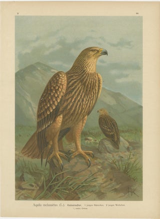 Birds of Prey, Complete Set of 10 Chromolithographs, Eagles & Falcons c1890, view 2