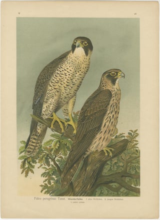 Birds of Prey, Complete Set of 10 Chromolithographs, Eagles & Falcons c1890, view 3