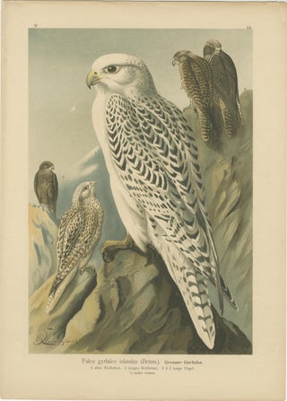 Birds of Prey, Complete Set of 10 Chromolithographs, Eagles & Falcons c1890, view 5
