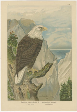 Birds of Prey, Complete Set of 10 Chromolithographs, Eagles & Falcons c1890, view 7