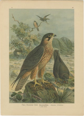 Birds of Prey, Complete Set of 10 Chromolithographs, Eagles & Falcons c1890, view 9