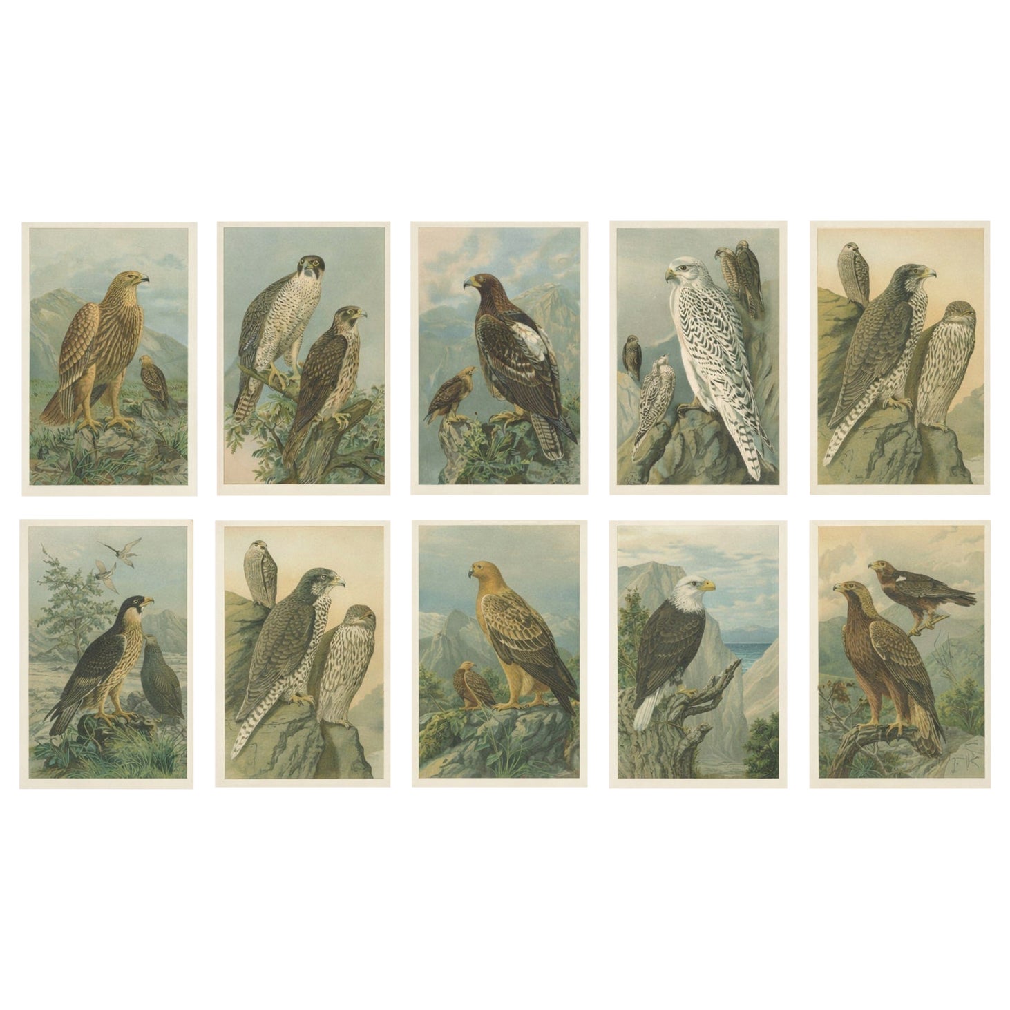 Oiseaux de proie, ensemble complet de 10 chromolithographies - Aigles et faucons c1890 en vente