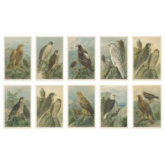 Antique Birds of Prey, Complete Set of 10 Chromolithographs – Eagles 
Falcons c1890