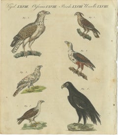 Birds of Prey: Hand-Colored Engraving of Raptors, Published in 1805 by Bertuch