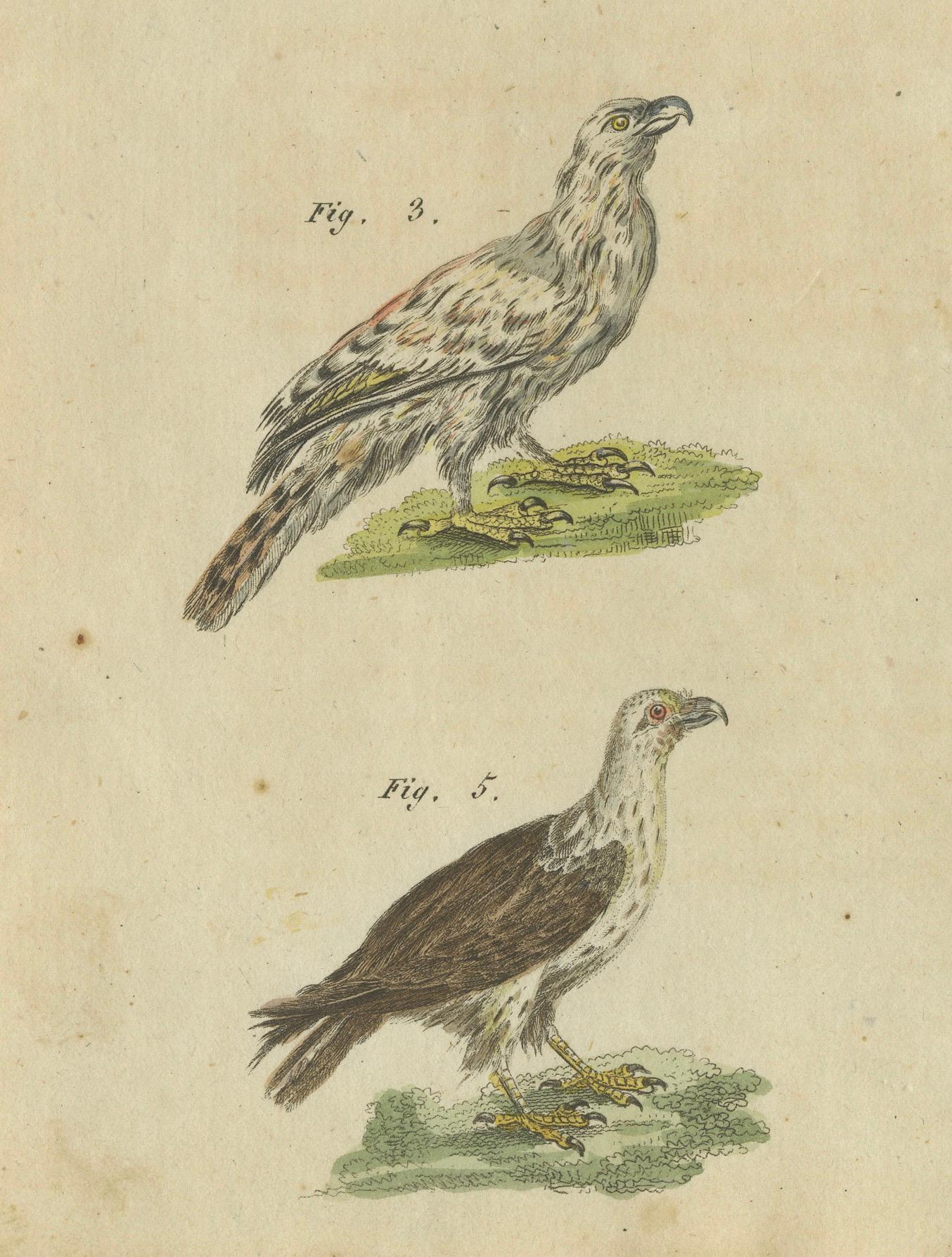 Vogel der Beute: Handkolorierte Gravur von Raptors, veröffentlicht 1805 von Bertuch (Graviert) im Angebot