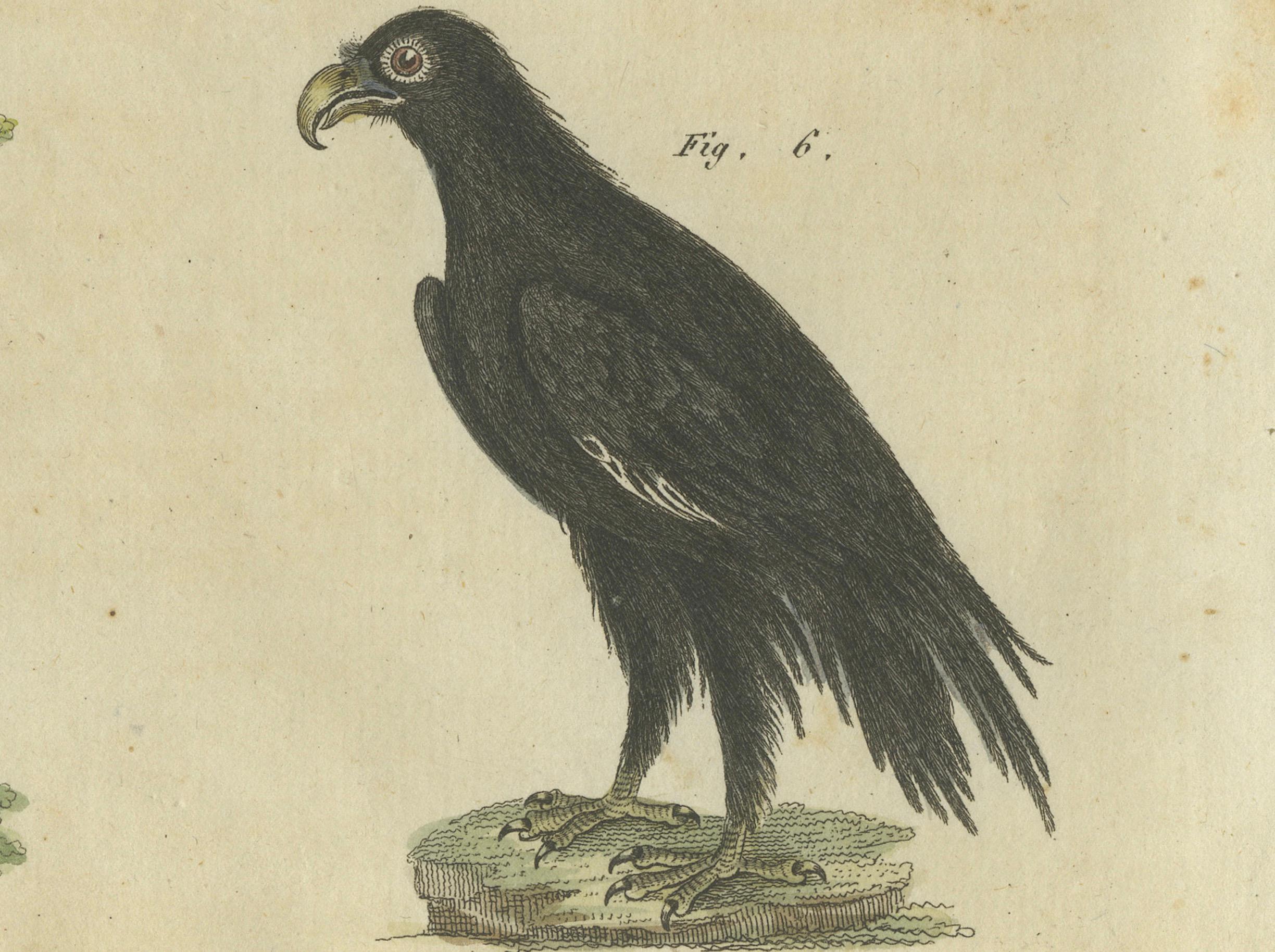 Vogel der Beute: Handkolorierte Gravur von Raptors, veröffentlicht 1805 von Bertuch im Zustand „Gut“ im Angebot in Langweer, NL