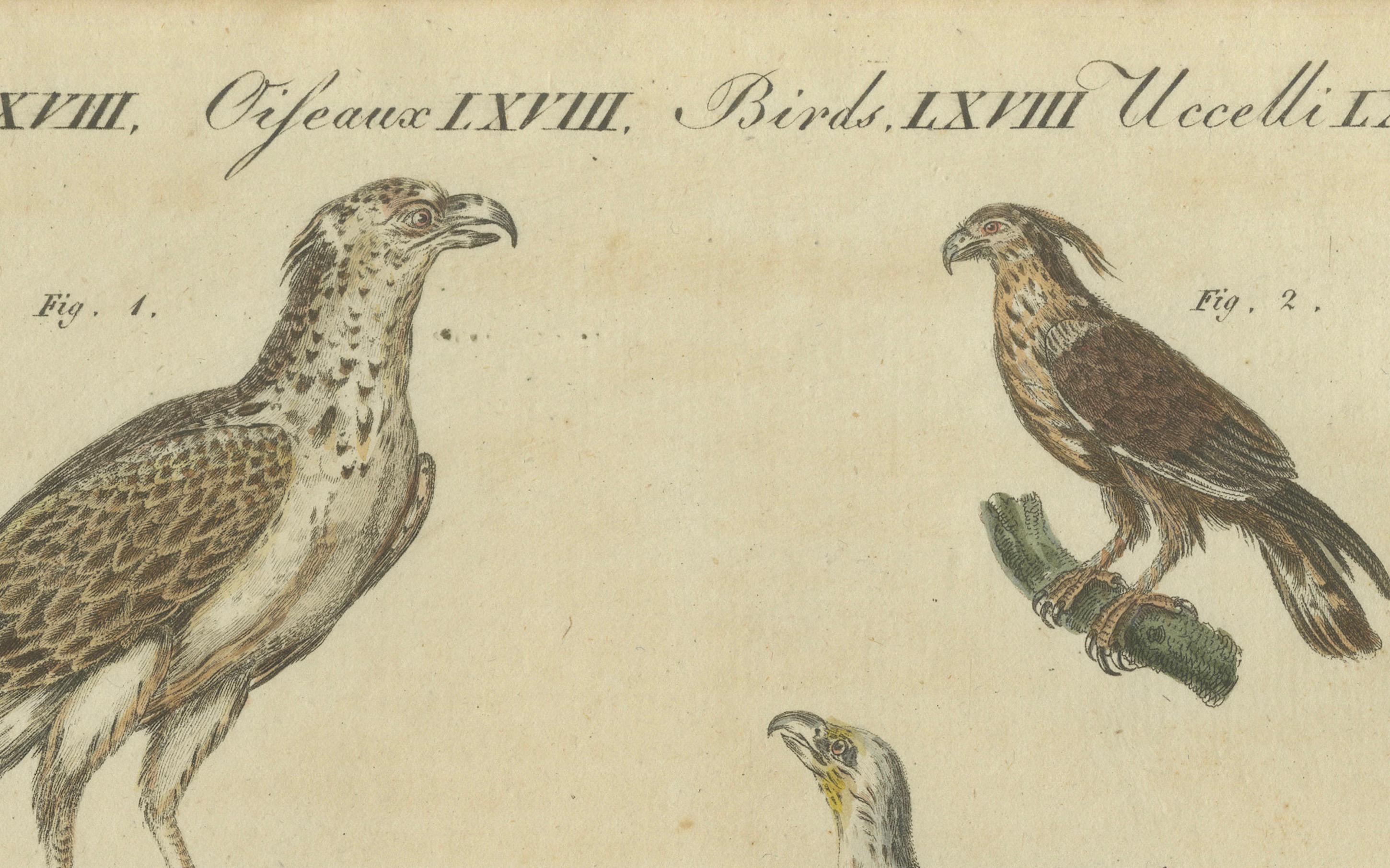 Vogel der Beute: Handkolorierte Gravur von Raptors, veröffentlicht 1805 von Bertuch (Frühes 19. Jahrhundert) im Angebot