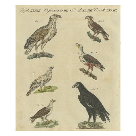 Birds of Prey: Hand-Colored Engraving of Raptors, Published in 1805 by Bertuch