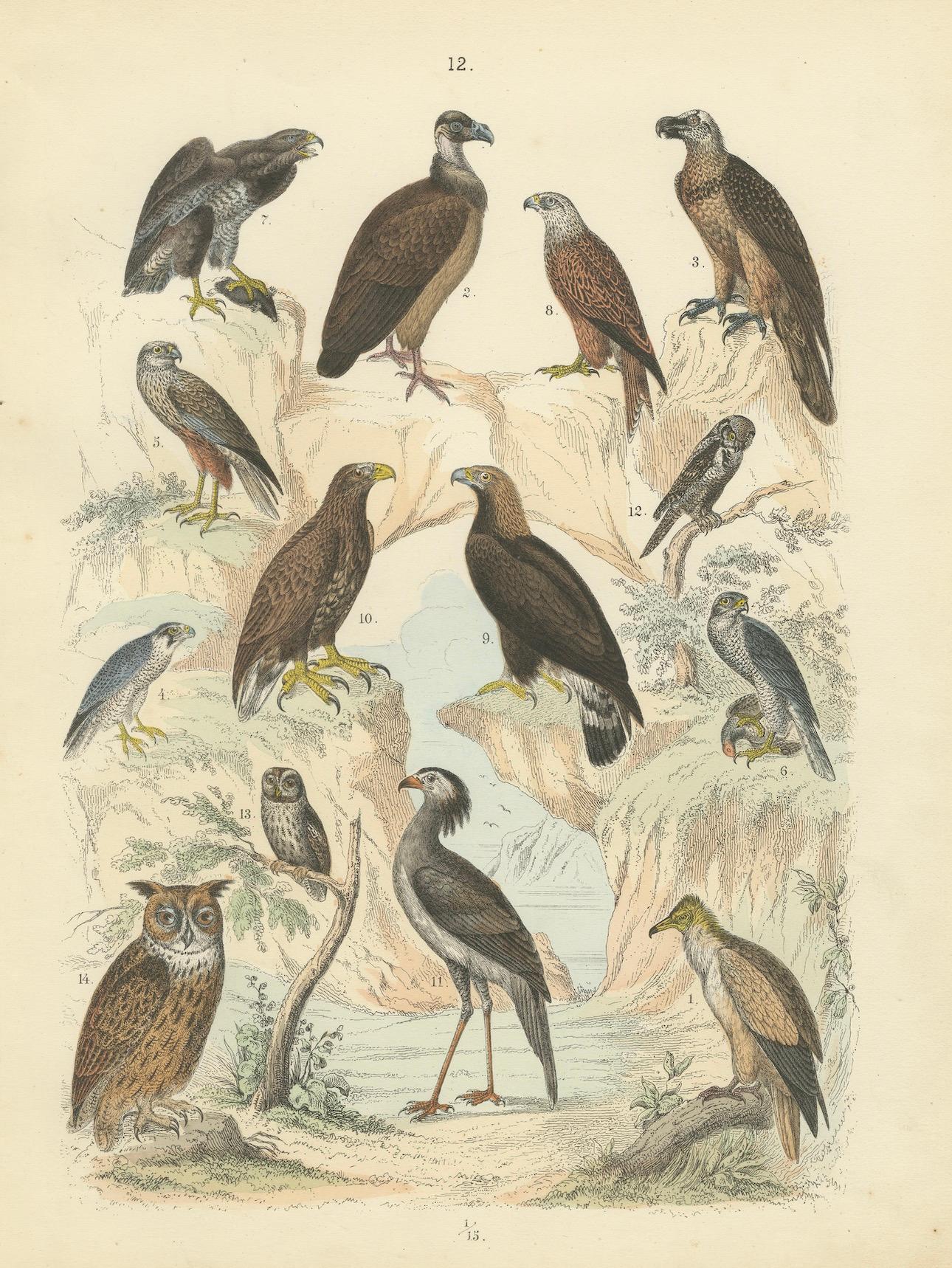 Raubvögel Druck: Adler, Falken, Eulen & Geier - Antike 1867 im Angebot 4