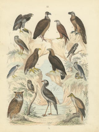 Birds of Prey Print: Eagles, Falcons, Owls & Vultures, Antique 1867, view 10