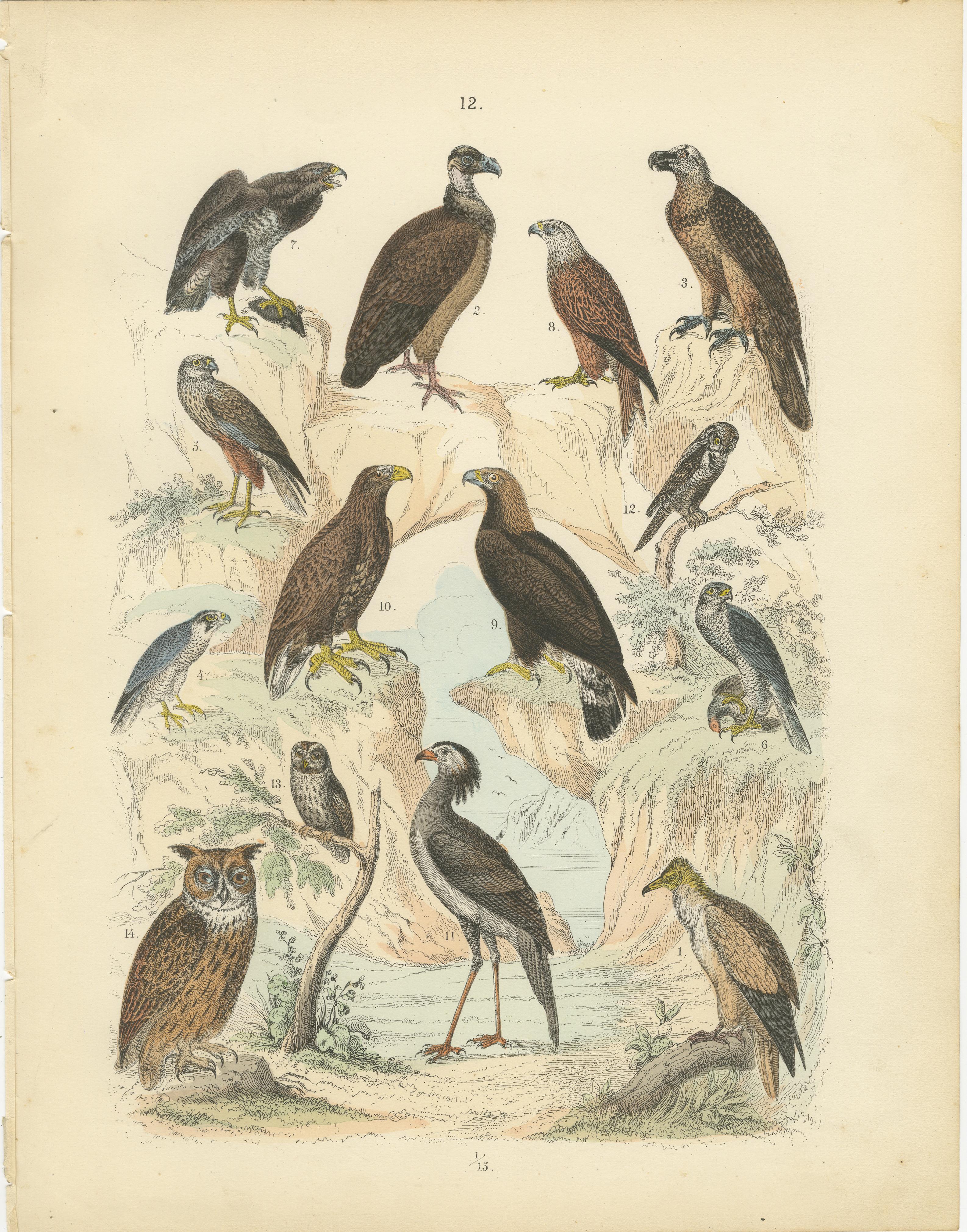Raubvögel Druck: Adler, Falken, Eulen & Geier - Antike 1867

Dieser eindrucksvolle antike Druck zeigt eine Vielzahl von Raubvögeln, darunter Adler, Falken, Eulen und Geier, die in feinen handkolorierten Stichen dargestellt sind. Es stammt aus dem