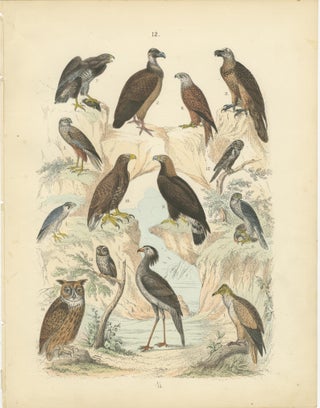 Birds of Prey Print: Eagles, Falcons, Owls & Vultures, Antique 1867, view 2