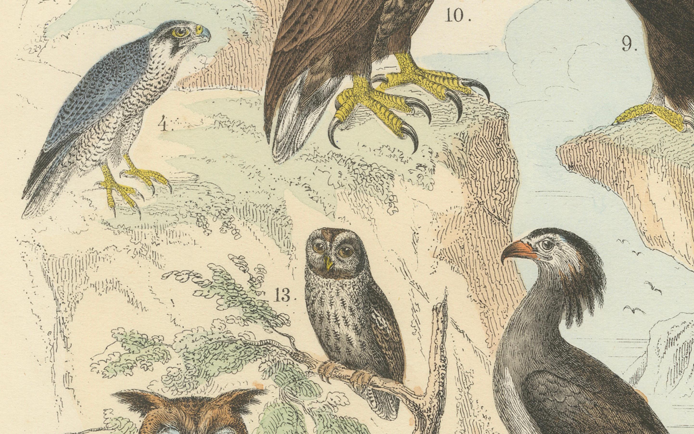 Raubvögel Druck: Adler, Falken, Eulen & Geier - Antike 1867 (Deutsch) im Angebot