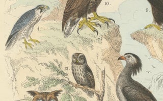 Birds of Prey Print: Eagles, Falcons, Owls & Vultures, Antique 1867, view 3