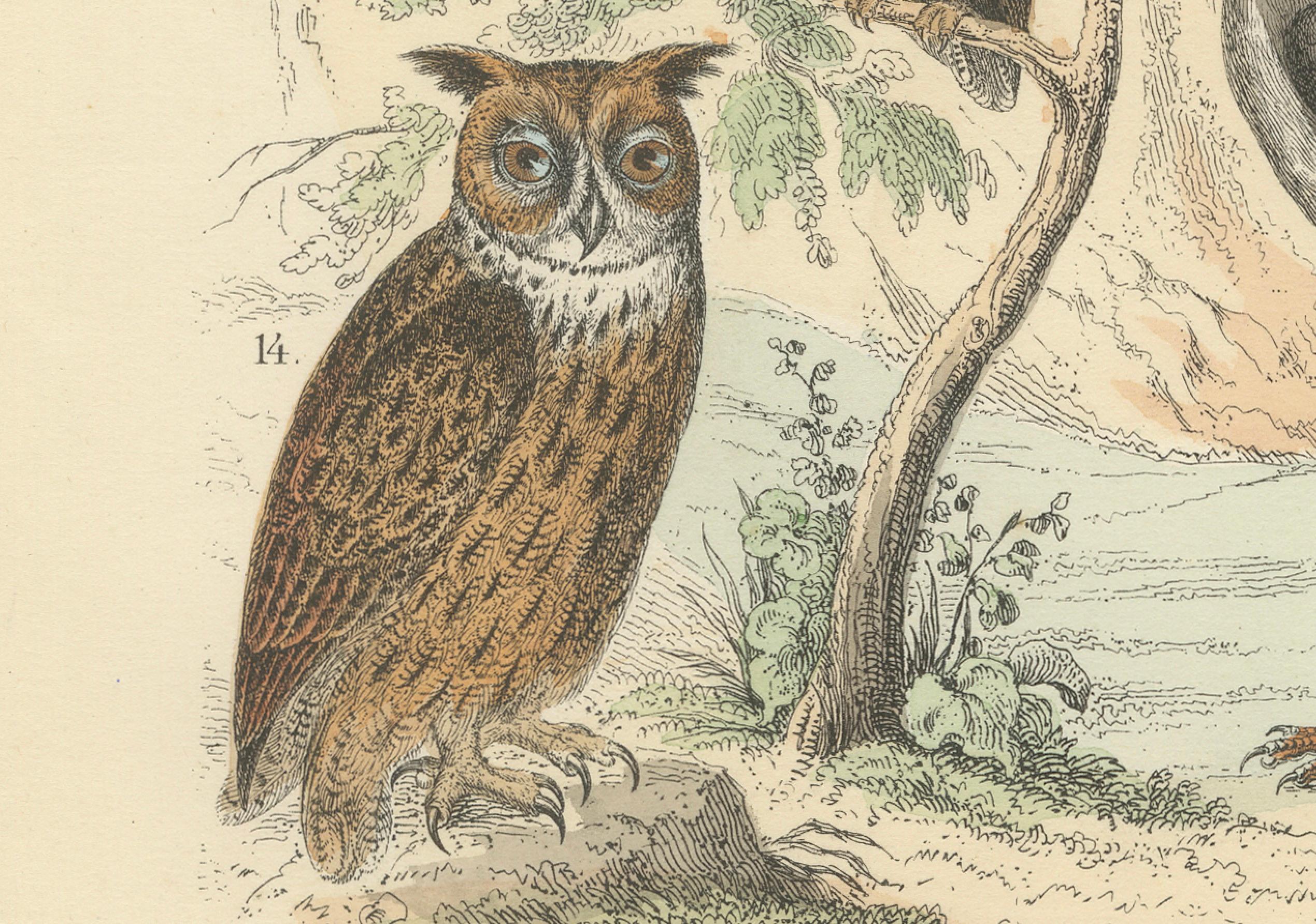 Raubvögel Druck: Adler, Falken, Eulen & Geier - Antike 1867 im Zustand „Gut“ im Angebot in Langweer, NL