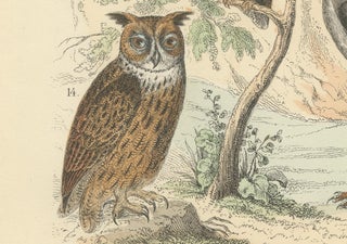 Birds of Prey Print: Eagles, Falcons, Owls & Vultures, Antique 1867, view 4