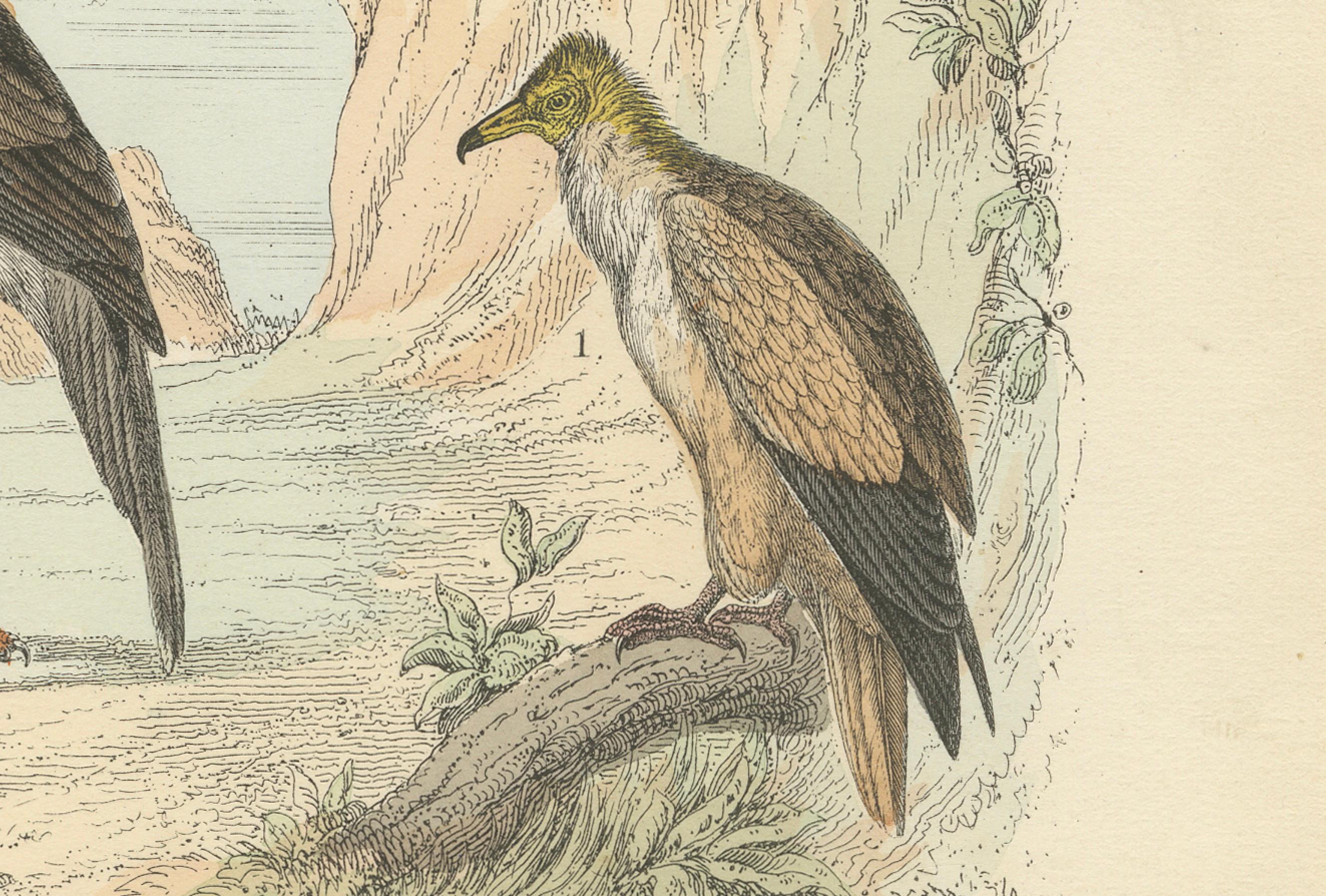 Raubvögel Druck: Adler, Falken, Eulen & Geier - Antike 1867 (Mittleres 19. Jahrhundert) im Angebot