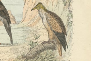 Birds of Prey Print: Eagles, Falcons, Owls & Vultures, Antique 1867, view 5