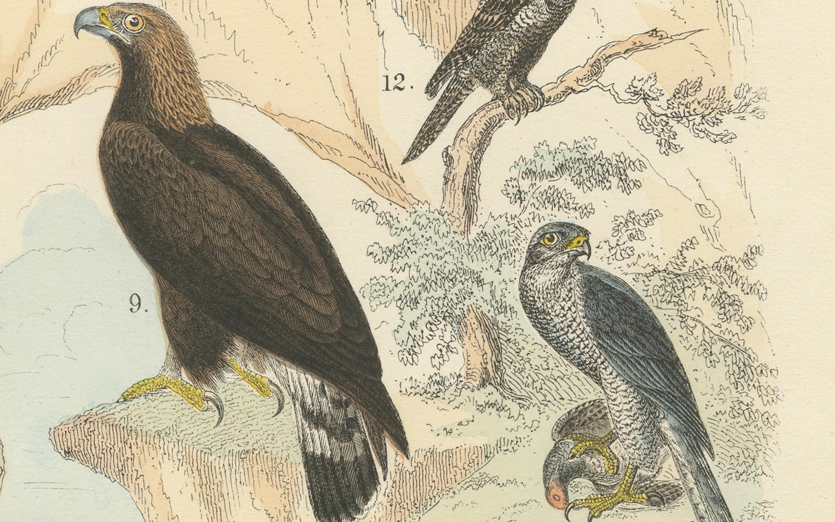 Raubvögel Druck: Adler, Falken, Eulen & Geier - Antike 1867 (Papier) im Angebot