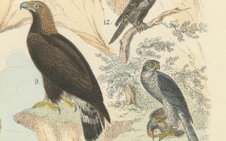 Birds of Prey Print: Eagles, Falcons, Owls & Vultures, Antique 1867, view 6