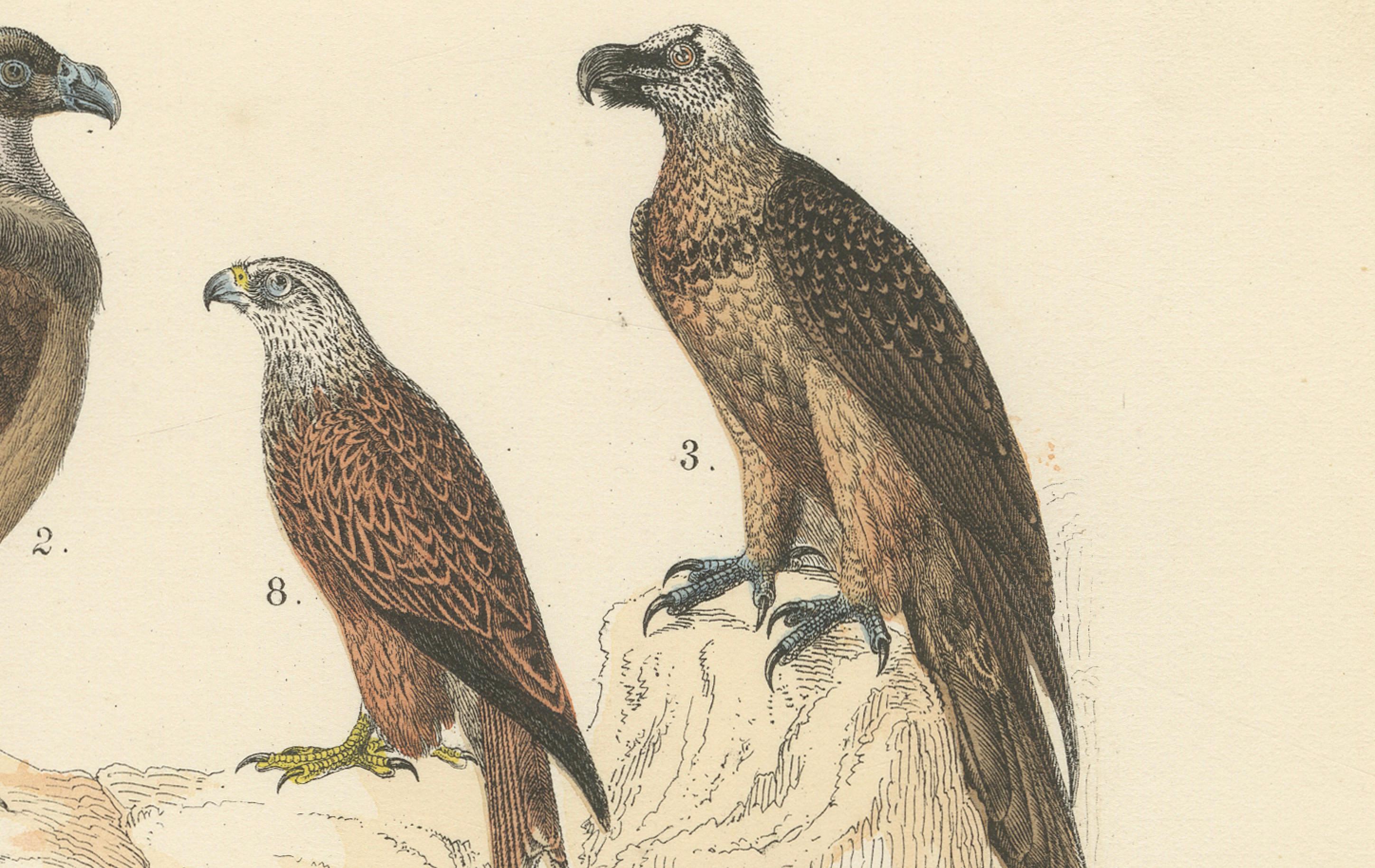 Raubvögel Druck: Adler, Falken, Eulen & Geier - Antike 1867 im Angebot 1