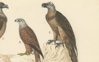 Birds of Prey Print: Eagles, Falcons, Owls & Vultures, Antique 1867, view 7
