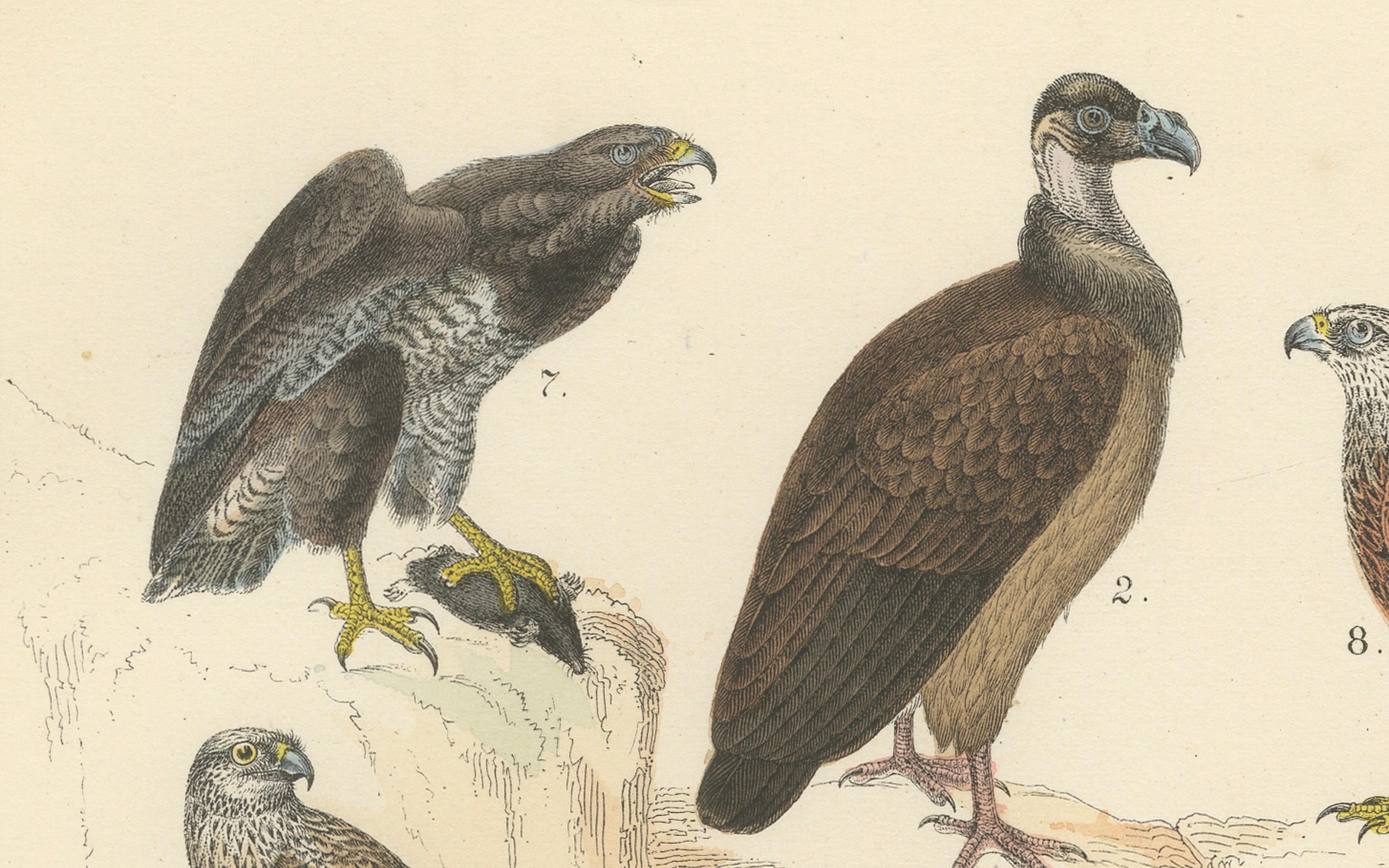 Raubvögel Druck: Adler, Falken, Eulen & Geier - Antike 1867 im Angebot 2
